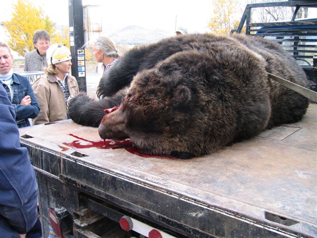 Grizzly hit by truck