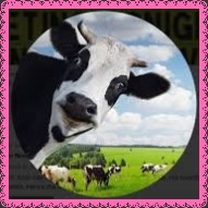 cow images high resolution