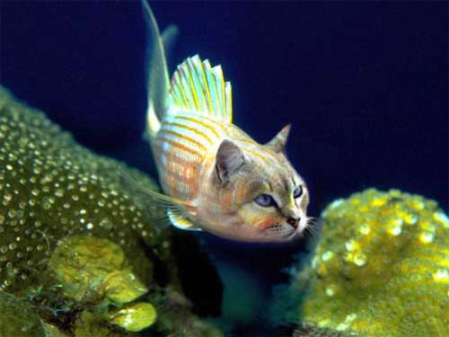 photoshop animal fish cat