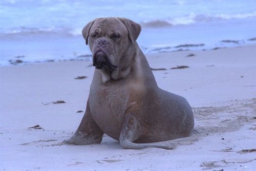 photoshop animal dog seal