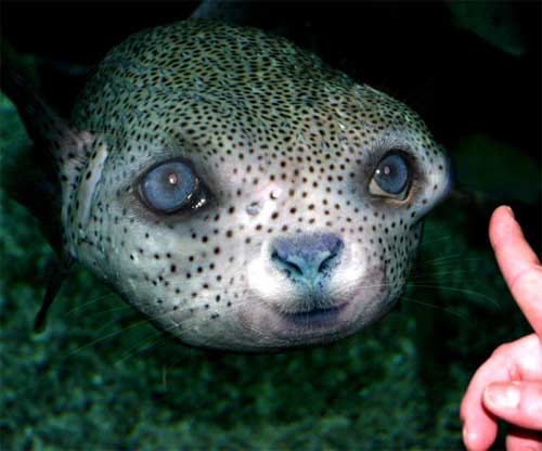 photoshop animal dog face puffer fish