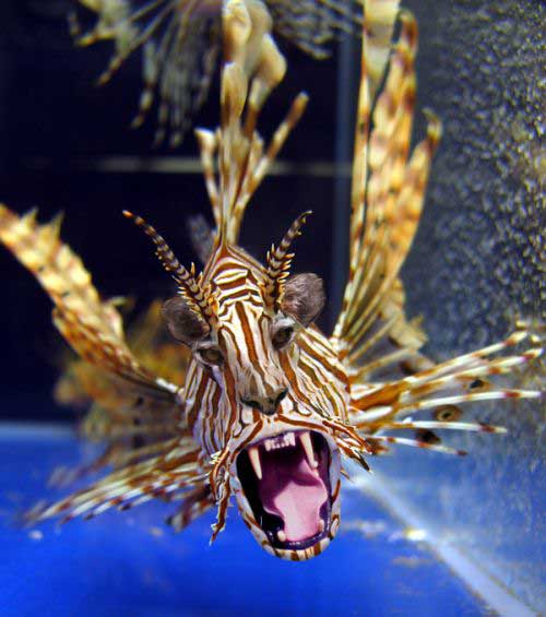 photoshop animal lionfish pet