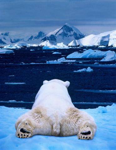 Polar Bears...
