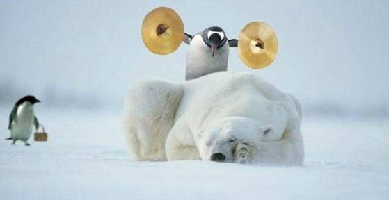 Polar Bears...