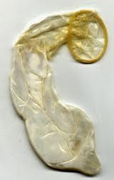 looks like a used condom but look close and you will catch it! 