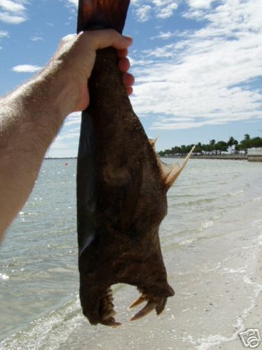 Wierd ass sea creature on beach