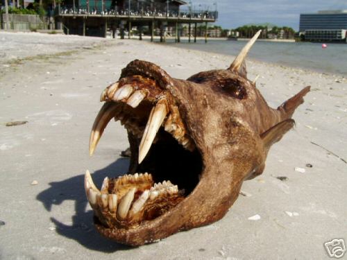 Wierd ass sea creature on beach