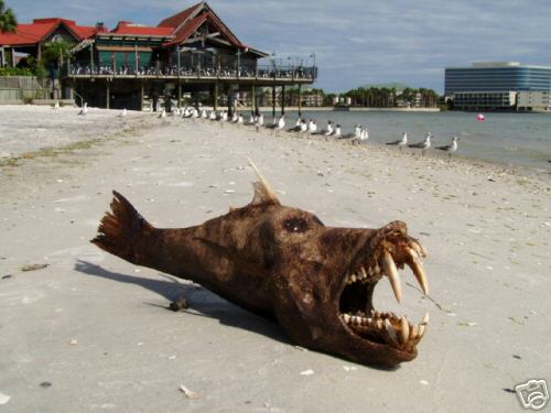 Wierd ass sea creature on beach