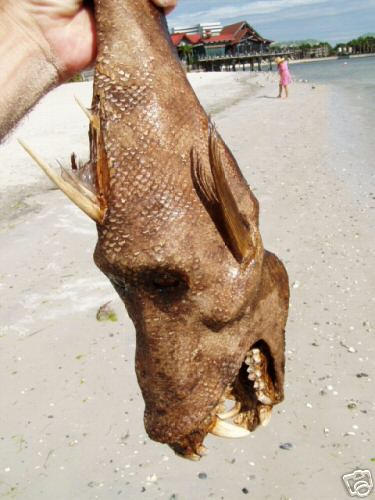 Wierd ass sea creature on beach