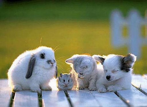 cute and funny animals