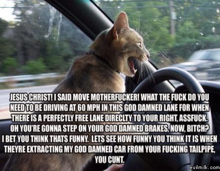 angry cat driving - Jesus Christ! I Said Move Motherfucker! What The Fuck Do You Need To Be Driving At 60 Mph In This God Damned Lane For When There Is A Perfectly Free Lane Direclty To Your Right. Assfuck. Oh You'Re Gonna Step On Your God Damned Brakes, 
