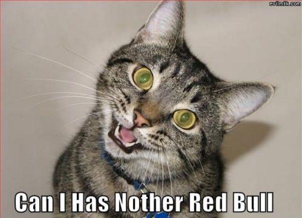 funny cat - evilmilk.com Can I Has Nother Red Bull