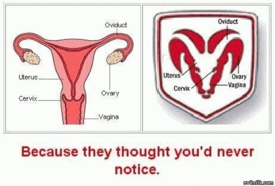 dodge ram uterus - Oviduct Oviduct Uterus Uterus Cervix Ovary Vagina Ovary Cervix. Vagina Because they thought you'd never notice. evilmilk.com