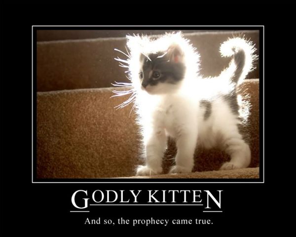 super saiyan kitten - Godly Kitten And so, the prophecy came true.