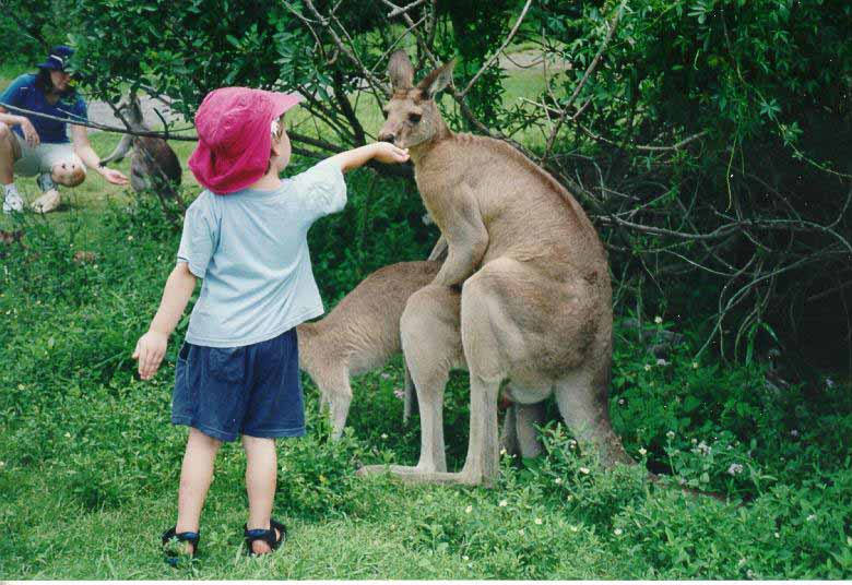 kid feeding kangaroo