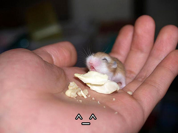 baby hamster -