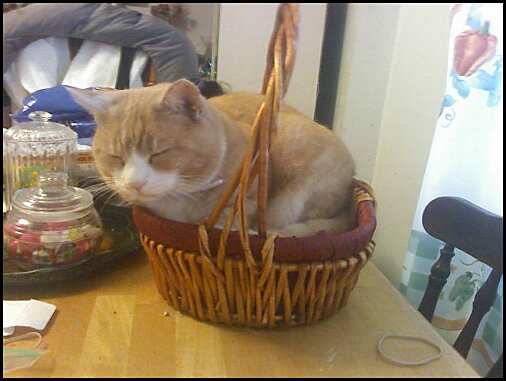 Does this basket make me look fat?