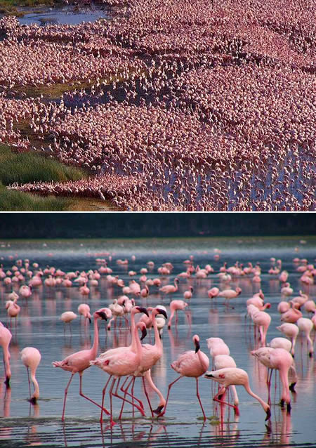 World's Largest Bird Gathering