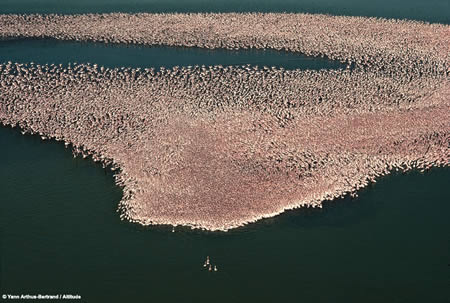 World's Largest Bird Gathering