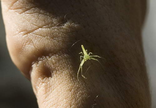 Weird Bugs Up Close!