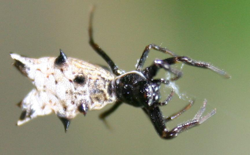 Weird Bugs Up Close!