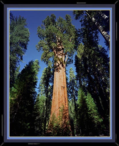 World's Largest Tree