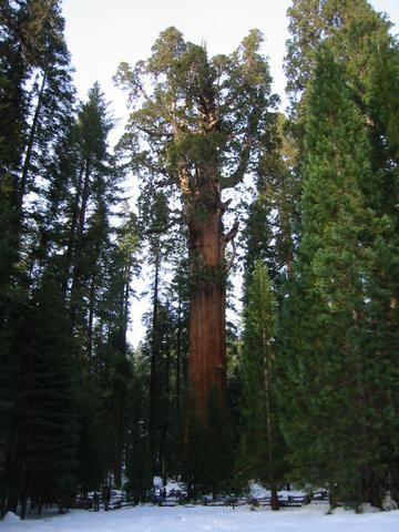World's Largest Tree