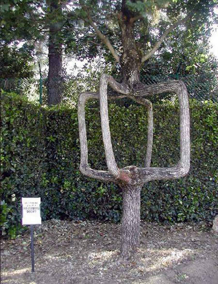 World's strangest Trees