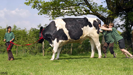 World's Largest Cow
