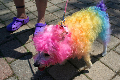 Dogs With Dyes
