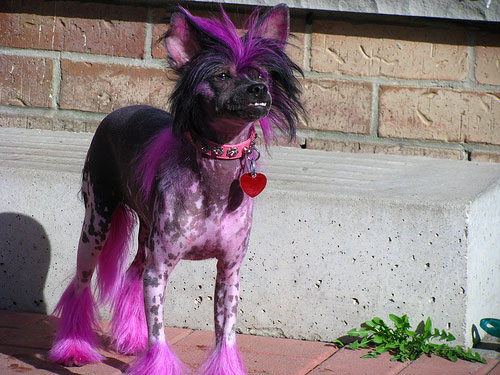 Dogs With Dyes