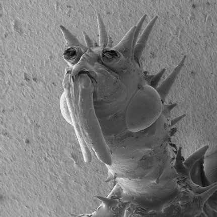 Ugly Bugs Up Close