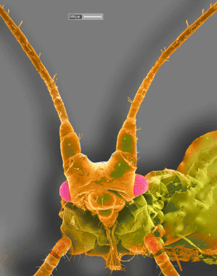 Ugly Bugs Up Close