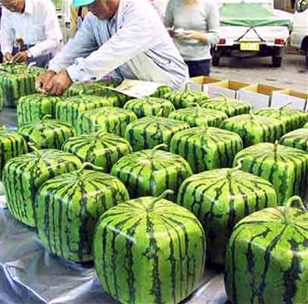 Square watermelons?