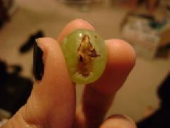 Believe it or not, a lady from Arlington, Texas has found a grape with Virgin Mary on it!