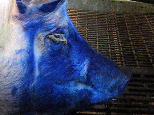 Hormer Supplier Shocking Pig Cruelty