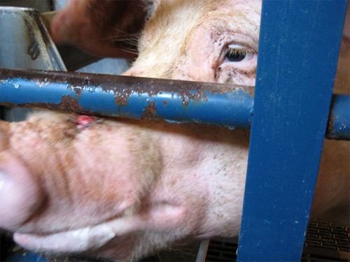 Hormer Supplier Shocking Pig Cruelty