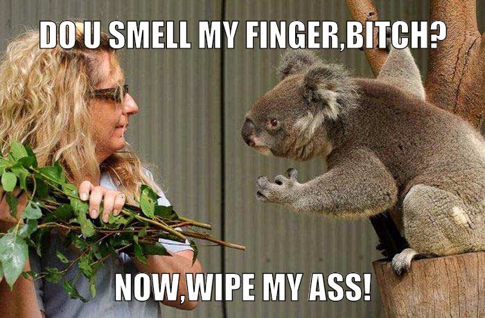 koala was naughty with fingers involved...