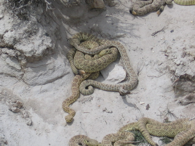 Den of Rattlesnakes