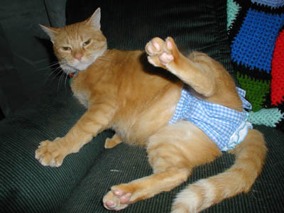 Cats in Clothes