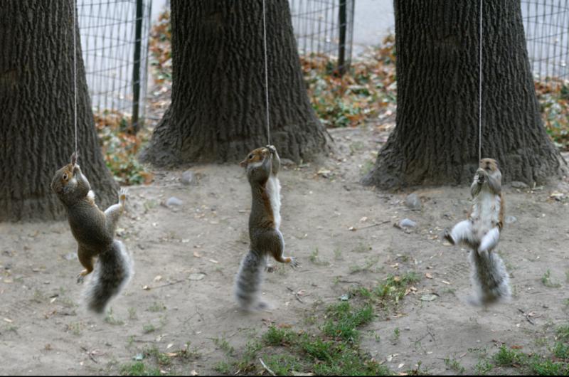 squirrels swinging from things!!!!