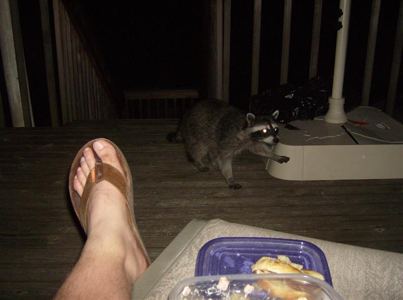 Hungry raccoon came up on the deck trying to get a piece of my steak sandwich...