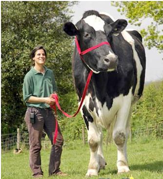 This is the worlds largest cow, named Chilli