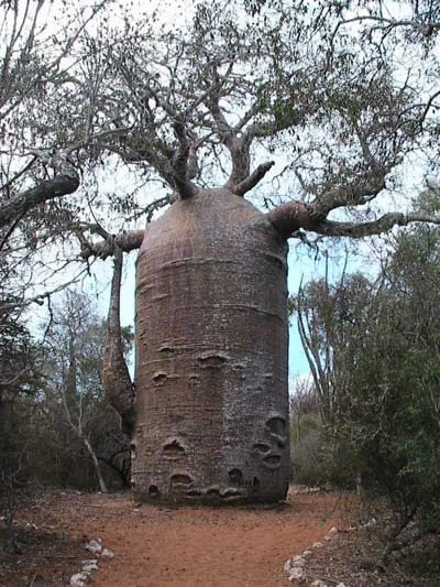 Wacky Tree's From Around The World