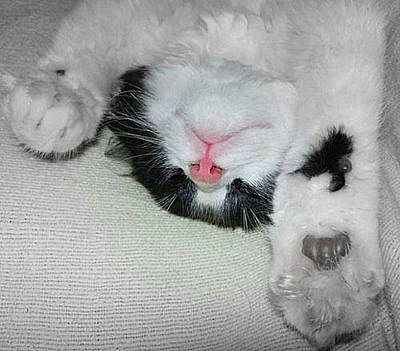 Funny Sleeping Cats