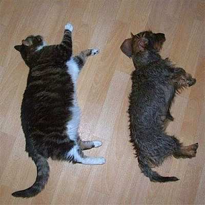 Funny Sleeping Cats