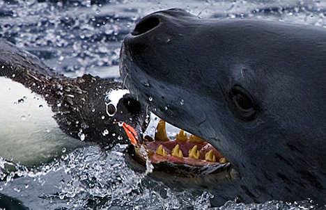 Terrible leopard seals