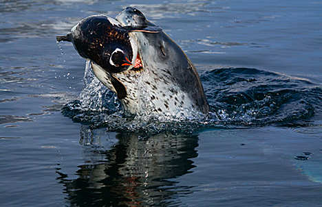 Terrible leopard seals
