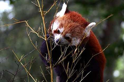 Beautiful and rare Red Panda
