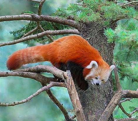 Beautiful and rare Red Panda